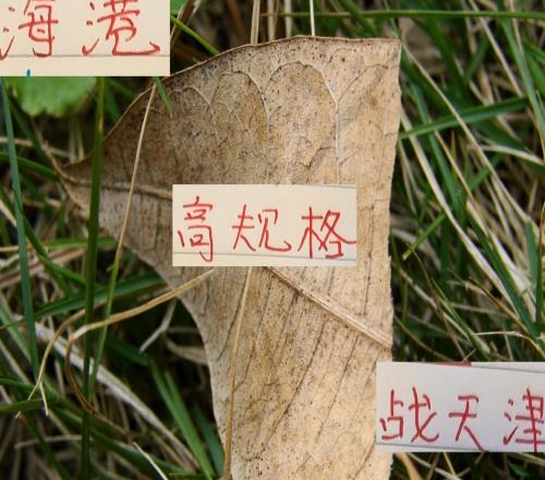 海港高規格戰天津首發五外援+1歸化天津也是4外援最強陣容