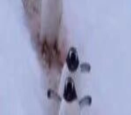 雪天怕滑倒這樣走路試試