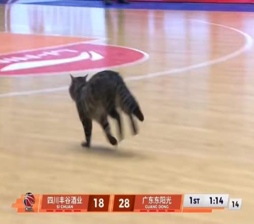 有趣！CBA賽場(chǎng)來(lái)了一個(gè)不速之客球迷：頭一回見(jiàn)