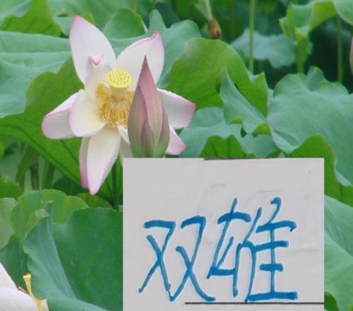 中超身價高的球星海港跟申花各占據(jù)2個看來今年又是楚漢爭霸了