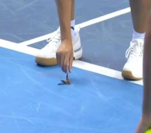 十五運(yùn)會(huì)網(wǎng)球賽場(chǎng)上出現(xiàn)的“大蟑螂”實(shí)為飛蛾！頂棚非全封閉