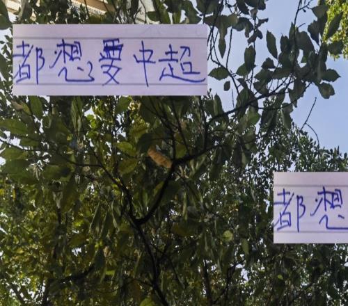 都想要中超冠军！都留力中超！但夺冠概率最大还是成都+申花