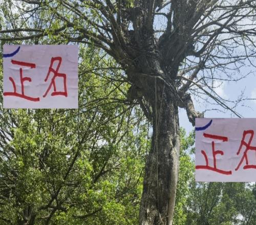 又無法為中超正名！海港三大主力因傷缺席其實可以把亞冠當冬訓