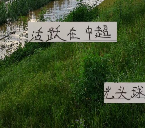 得光頭得天下！活躍在中超的光頭球星+海港教練誰才是你摯愛