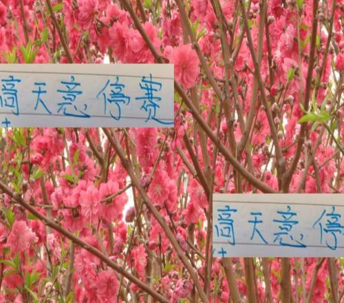 申花好消息！高天意依然是助攻榜一大哥壞消息打山東他停賽