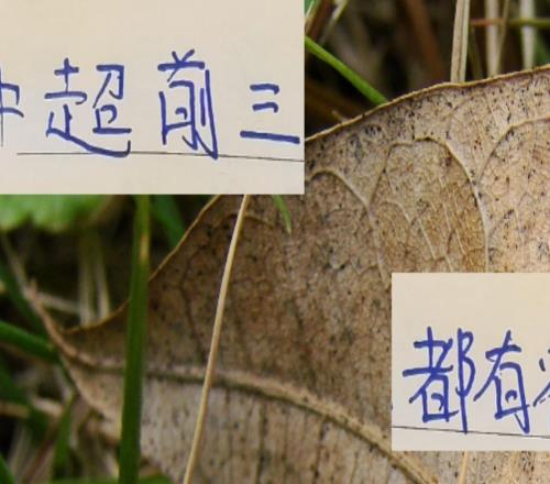最后5輪！中超前3球隊(duì)都有宿敵成都是河南海港是山東