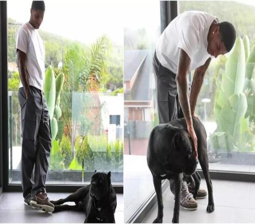 英國(guó)訓(xùn)犬公司：英超球員在家養(yǎng)一條護(hù)衛(wèi)犬能降低安全風(fēng)險(xiǎn)