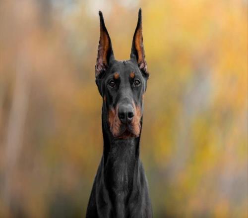 郵報：伊薩克花3萬英鎊買了一只杜賓，用來加強場外安全防護