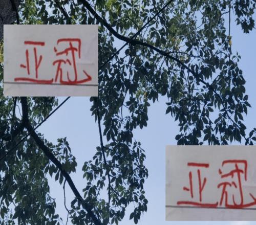 申花+海港2025年最后主場人數(shù)都沒有成都蓉城多