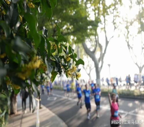 馬拉松“遍地開花”分明就是“遍地插花”
