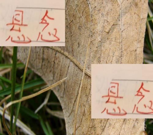 2025中超已大结局！但冠军海港故事还有悬念如萨是走还是留